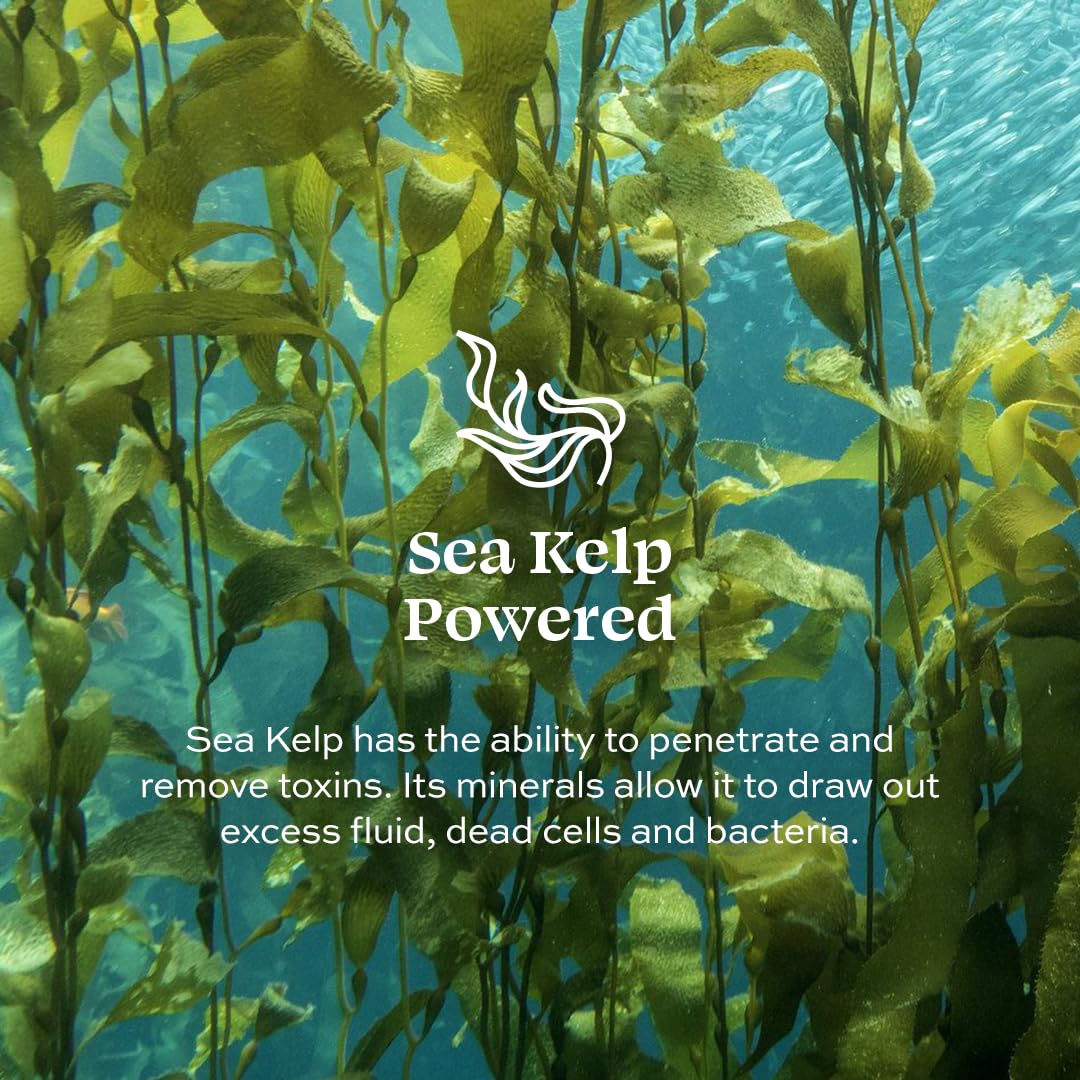 Aleavia Body Cleanse – Organic & All-Natural Prebiotic Body Wash with Organic Cucumber and Bitter Melon – Nourish Your Skin Microbiome – 16 Oz